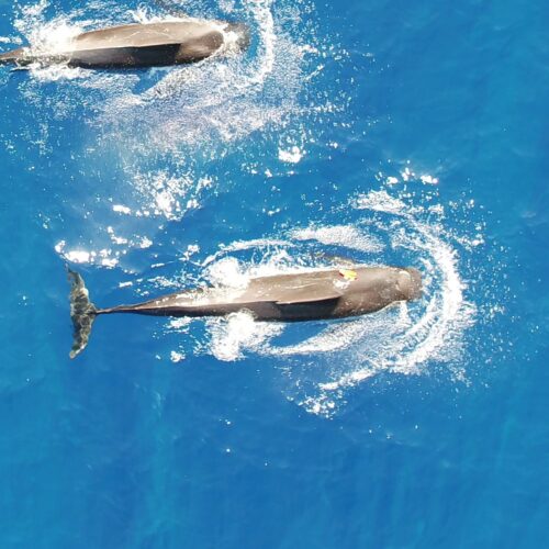 Study: Hawaiian pilot whales need more than 140 squid daily